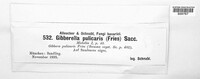 Fusarium roseum image